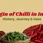 origin of chilli in india
