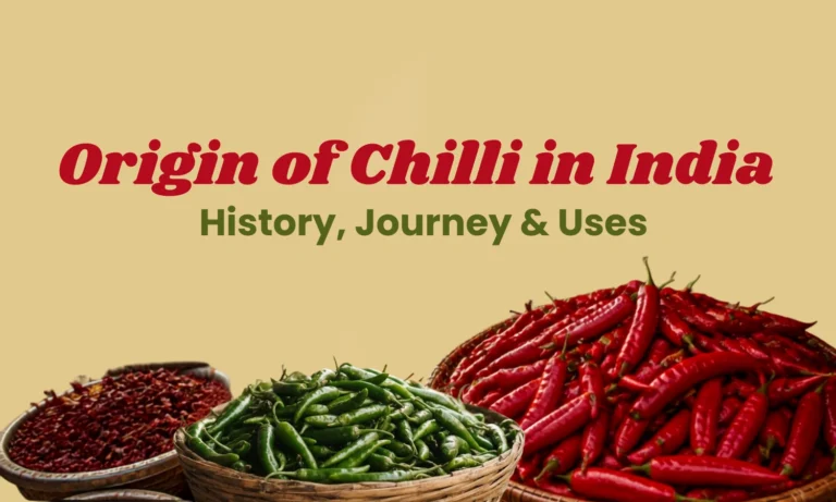 origin of chilli in india
