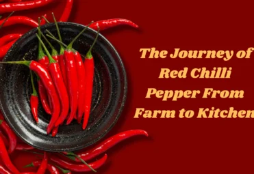 The Journey of Red Chilli Pepper From Farm to Kitchen red chilli pepper