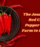 The Journey of Red Chilli Pepper From Farm to Kitchen